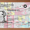 maryland driver's license template