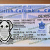 british columbia drivers license template