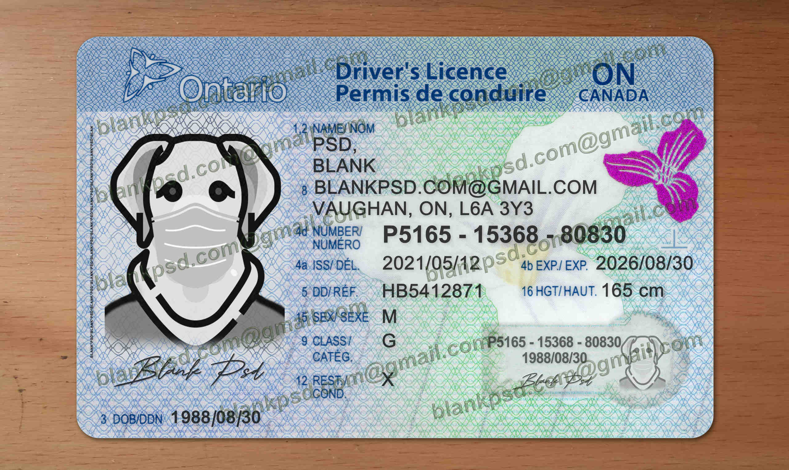 ontario drivers license template